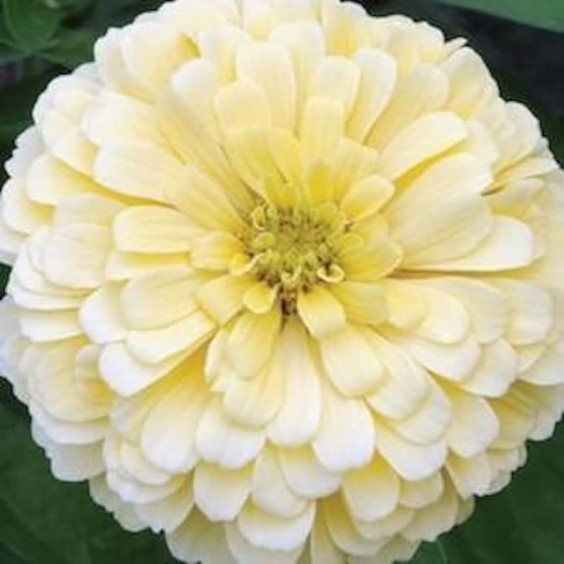 120 Zinnia Giant Dahlia Flowered Buttercream seeds image 1