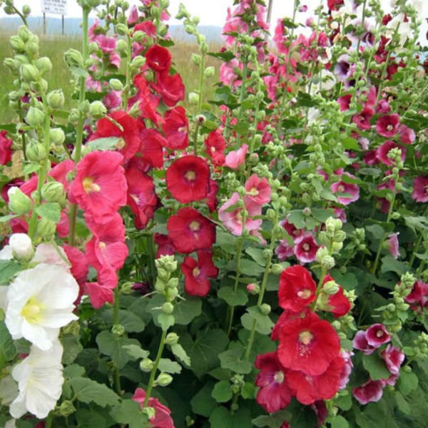 30+ Giant Danish Hollyhock Flower Seeds - 11 FT Tall, Perennial, Zones 3-10 (ALCAEA)