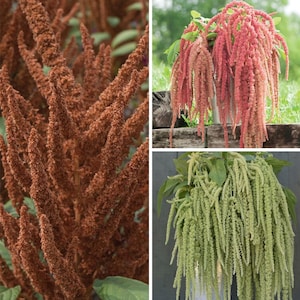 Amaranth Variety: Hot Biscuits, Coral Fountain, Emerald Tassels (100+ seeds per variety x3)