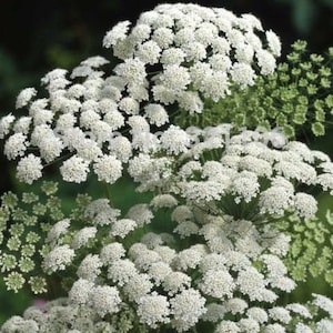 75+ White False Queen Anne&#39;s Lace seeds