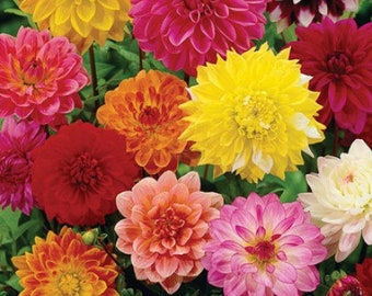 30 Giant Dahlia Showtime Mix seeds