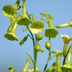 100+  Nicotiana Langsdorffii seeds