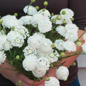 + de 50 graines de Didiscus Lacy White