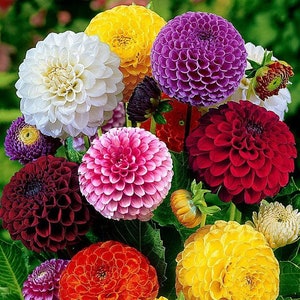 40 Pompon Dahlia Mix seeds