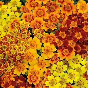 50+ Marigold Starfire Mix seeds