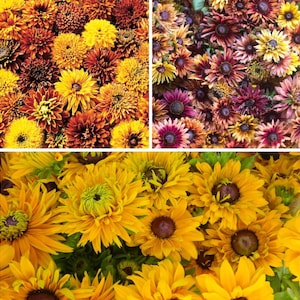 Rudbeckia Variety: Cherokee Sunset, Sahara, Gloriosa Double Daisy (25 seeds for each variety x3)