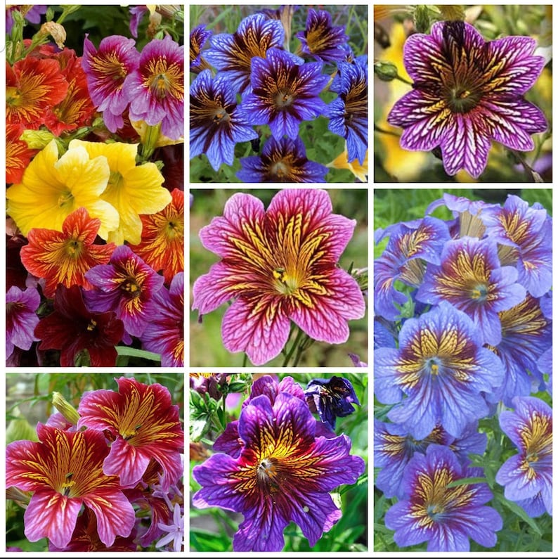 50 Salpiglossis Mix seeds image 1