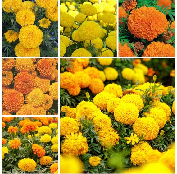 75+ Giant Crackerjack Mix Marigold Seeds - Etsy