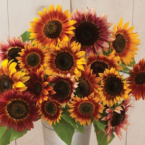 100+ Sunflower Autumn Beauty Mix Seeds