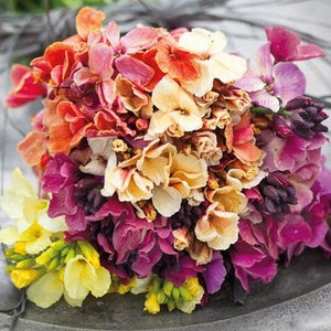 50 Fair Lady Mix Wallflower seeds