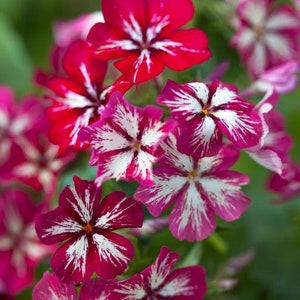 40 graines de Phlox Grandiflora Mix image 5