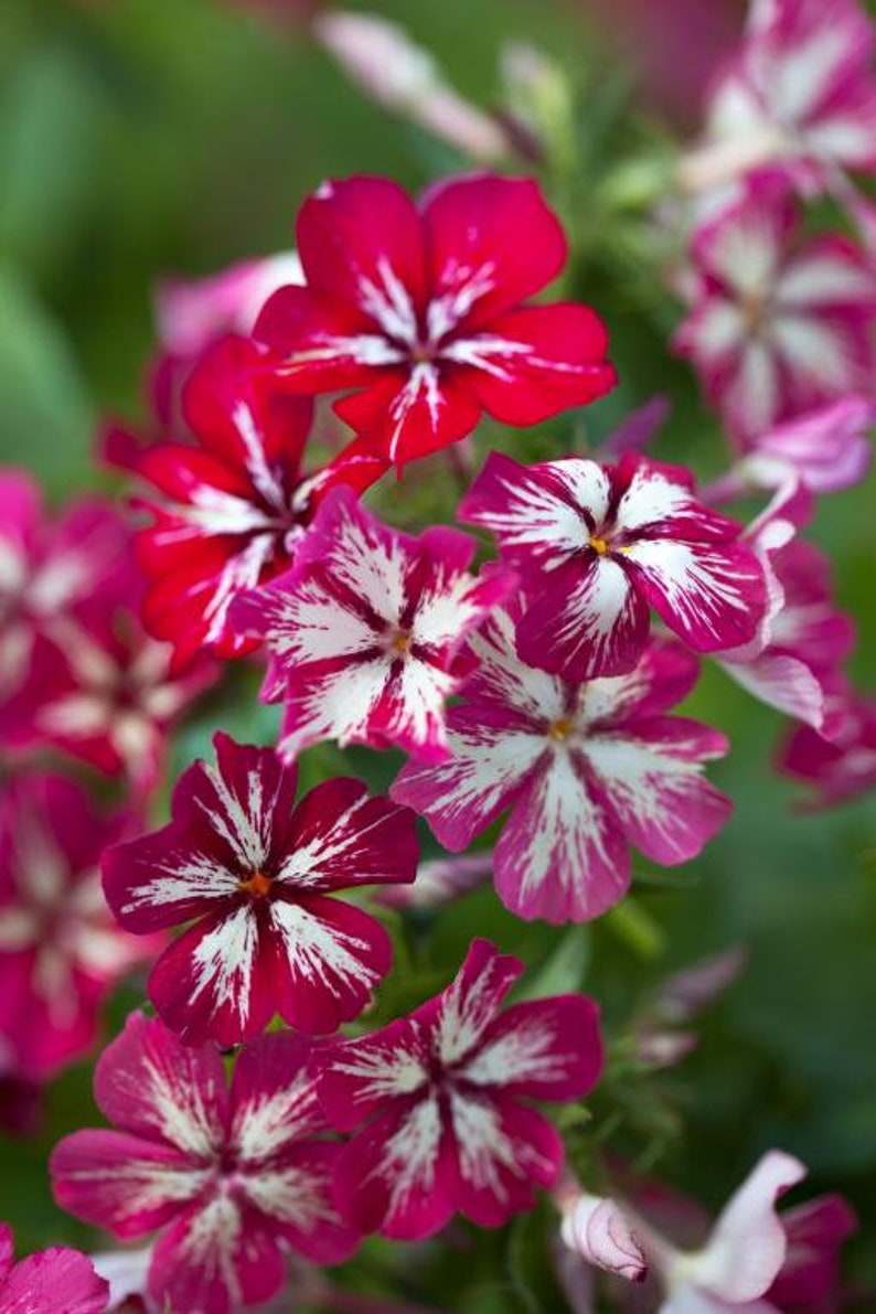 40 graines de Phlox Grandiflora Mix image 5