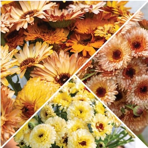 40 Calendula Mix seeds