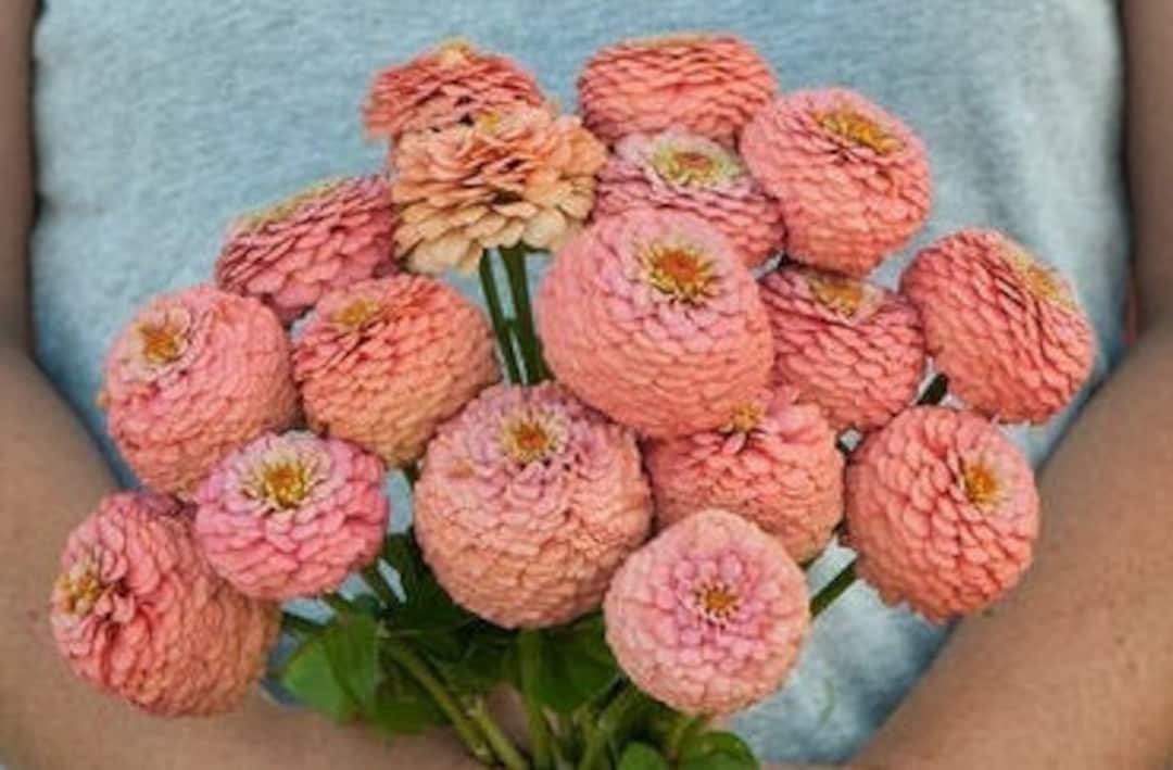 25 Zinnia Oklahoma Salmon Seeds - Etsy