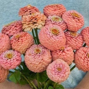 25 Zinnia Oklahoma Salmon seeds