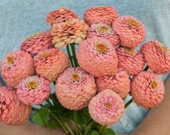 25 Zinnia Oklahoma Salmon seeds