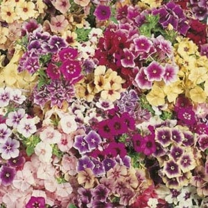 40 graines de Phlox Grandiflora Mix image 2