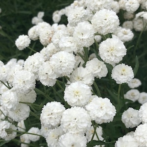 50+ Yarrow The Pearl seeds