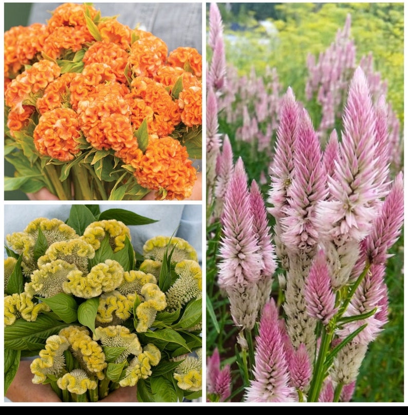Buy Celosia Variety: Orange Queen Cramers' Lemon Lime and Online in ...