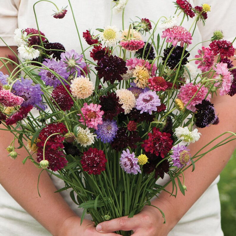 Garden Treasures Scabiosa Seeds