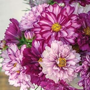 100+ Cosmos Double Click Bicolor Violet seeds