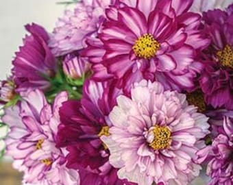 30 Cosmos Double Click Bi-color Violet seeds