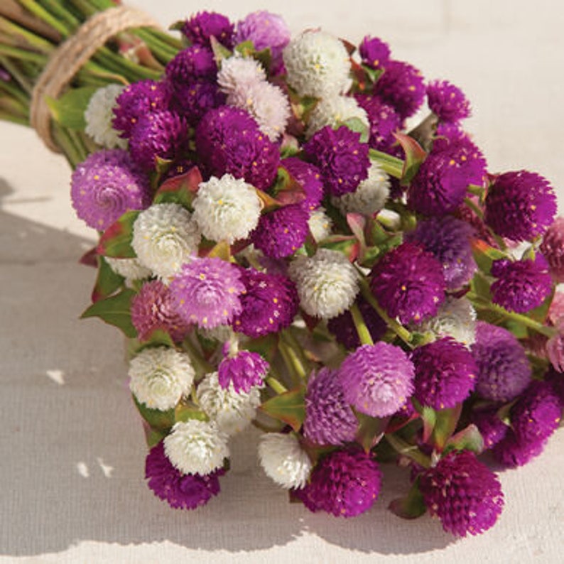 Garden Treasures Gomphrena QIS Mix Seeds - Thumbnail 2