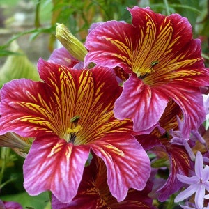 50 Salpiglossis Mix seeds image 2