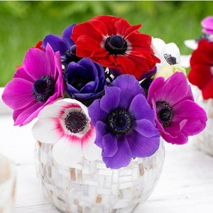 Anemone De Caen Mix Corms (10 Corms)