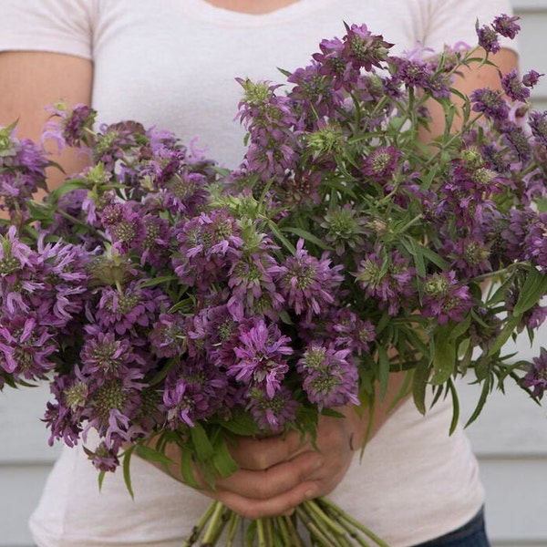 200+ Monarda Lemon Mint seeds