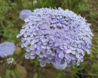 50+ Didiscus Lacy Lavender Blue Seeds