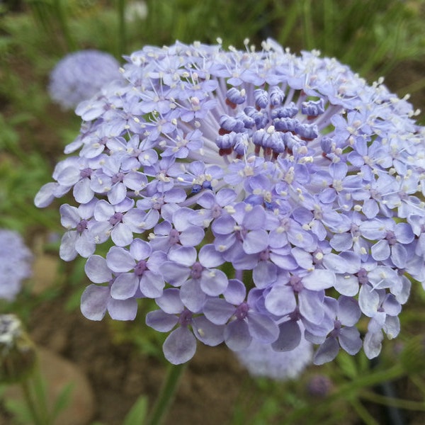 50+ Didiscus Lacy Lavender Blue Seeds