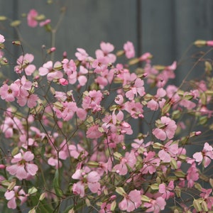40 Saponaria Pink Beauty seeds