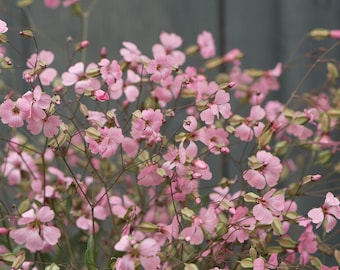 40 Saponaria Pink Beauty seeds