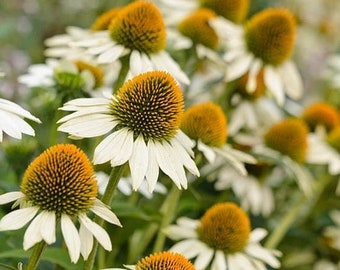 35 White Swan Echinacea Seeds