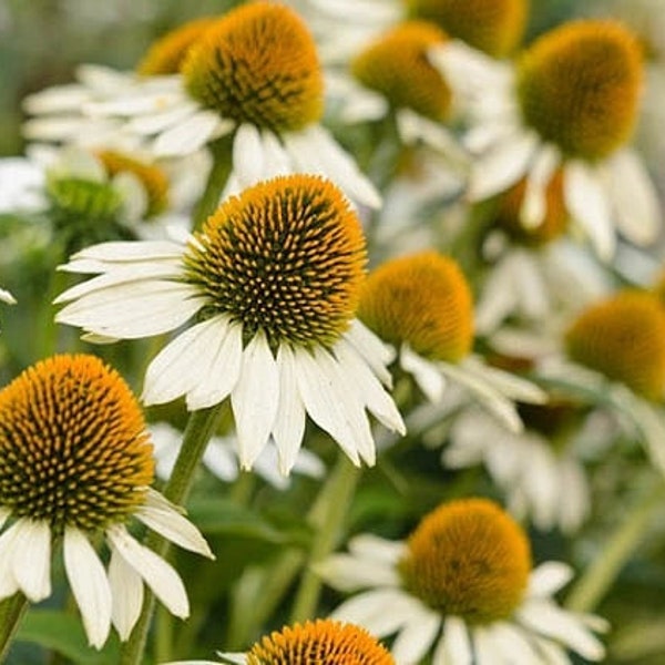 35 White Swan Echinacea Seeds