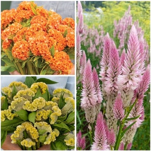 Celosia Variety: Orange Queen, Cramers&#39; Lemon Lime and Flamingo Feather (30+ seeds for each variety x3)