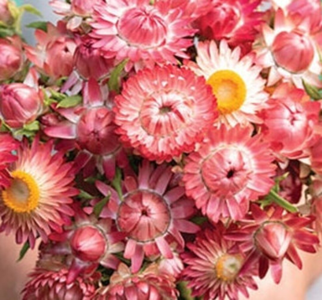 100 Strawflower King Raspberry Seeds Etsy