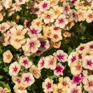40 Phlox Cherry Caramel Seeds
