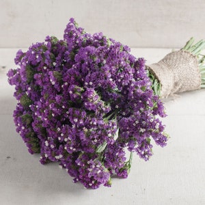 40+ Statice Seeker Purple Seeds