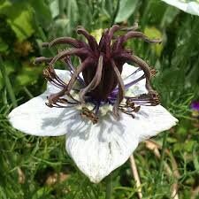 50+ Nigella African Bride Seeds