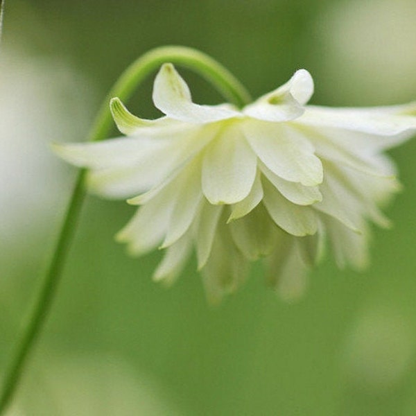 35 Columbine Lime Sorbet seeds