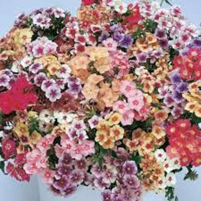 40 graines de Phlox Grandiflora Mix image 3