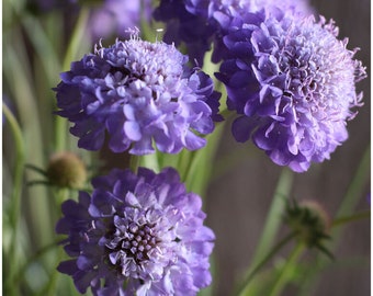 30 Scabiosa Oxford Blue seeds