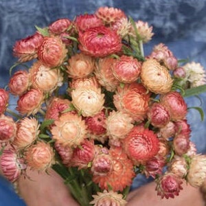 100+ Strawflower Apricot/Peach Mix Seeds