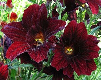 50+ Salpiglossis Black Trumpets seeds