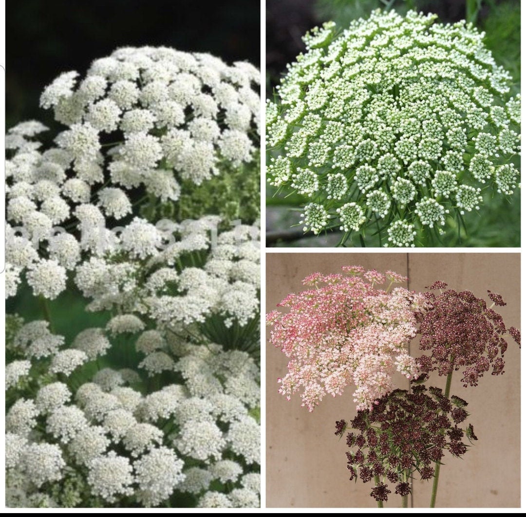 Queen Anne's Lace Variety Dara Daucus, White Dill, Green Mist 50 Seeds