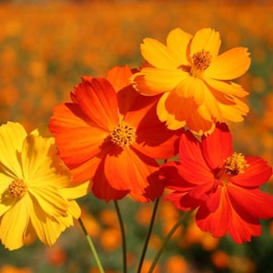 50+ Cosmos Bright Lights Mix seeds