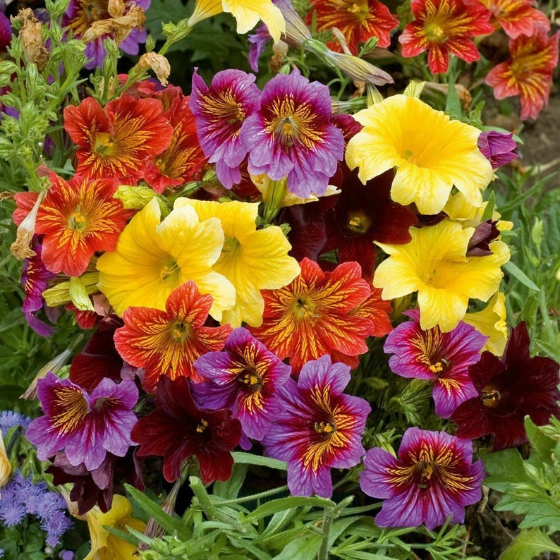 50 Salpiglossis Mix seeds image 7