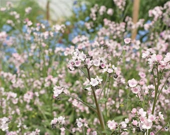 50 Mystery Rose Forget Me Not seeds